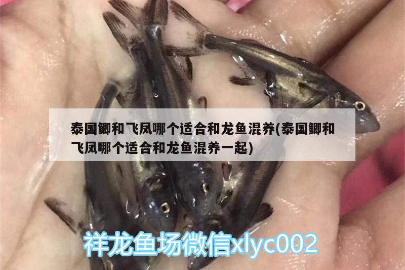 龙鱼的水温是保持多少温度：龙鱼水温要求 观赏鱼市场 第2张