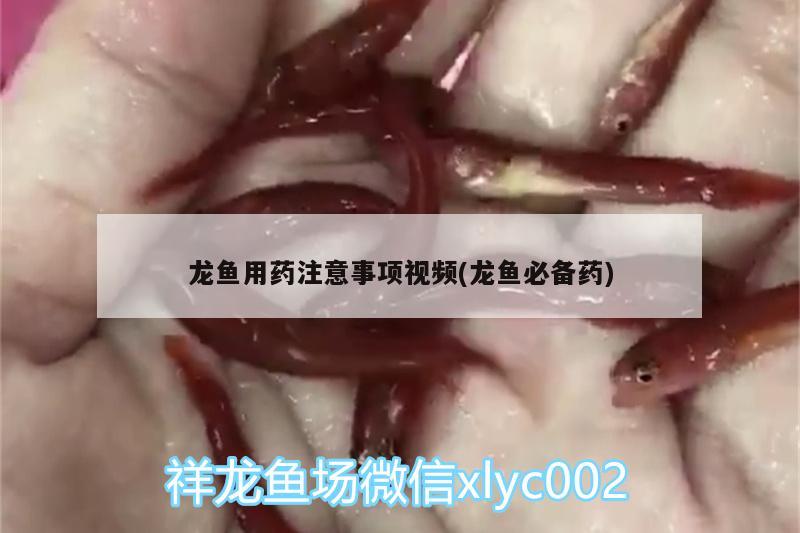 龙鱼用药注意事项视频(龙鱼必备药)