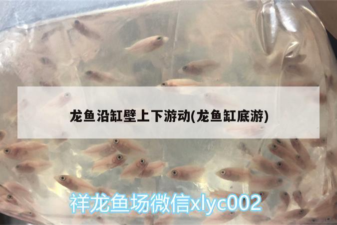 龙鱼沿缸壁上下游动(龙鱼缸底游) 玫瑰银版鱼