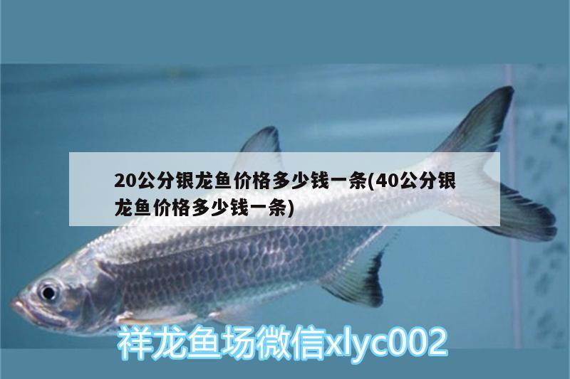 20公分银龙鱼价格多少钱一条(40公分银龙鱼价格多少钱一条) 银龙鱼