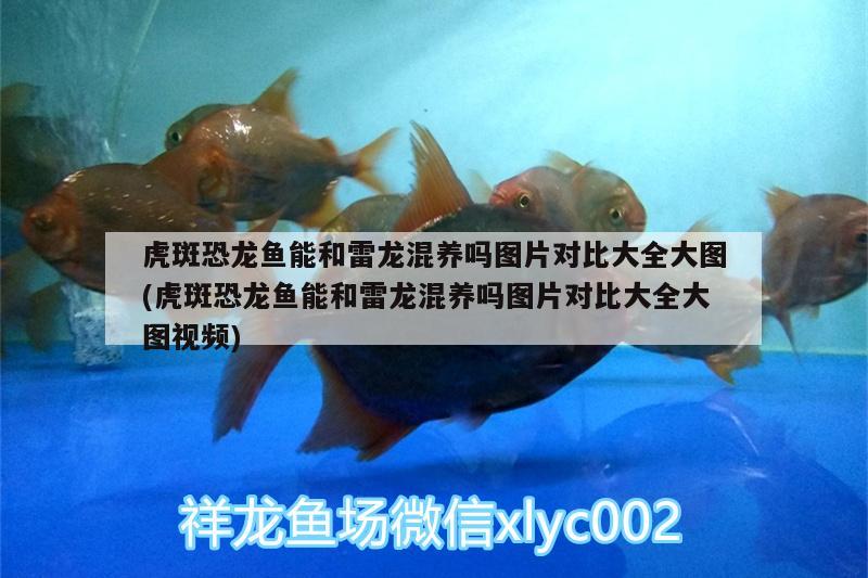 北京勇善缘水族用品店