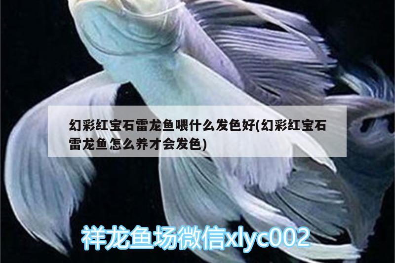 幻彩红宝石雷龙鱼喂什么发色好(幻彩红宝石雷龙鱼怎么养才会发色)