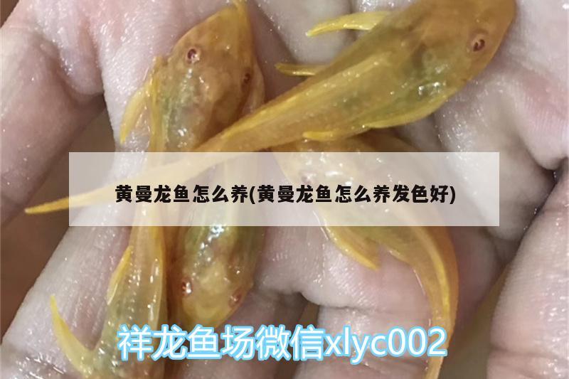 黄曼龙鱼怎么养(黄曼龙鱼怎么养发色好) 玫瑰银版鱼