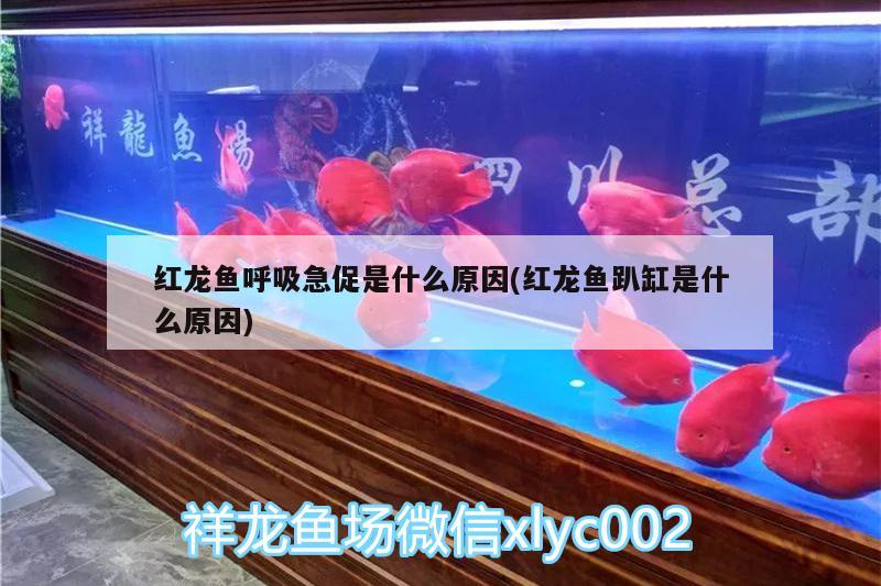 红龙鱼呼吸急促是什么原因(红龙鱼趴缸是什么原因) 朱巴利鱼苗