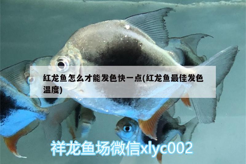 红龙鱼怎么才能发色快一点(红龙鱼最佳发色温度) 白写锦鲤鱼