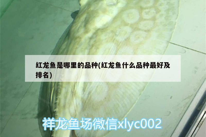 红龙鱼是哪里的品种(红龙鱼什么品种最好及排名) 帝王迷宫鱼