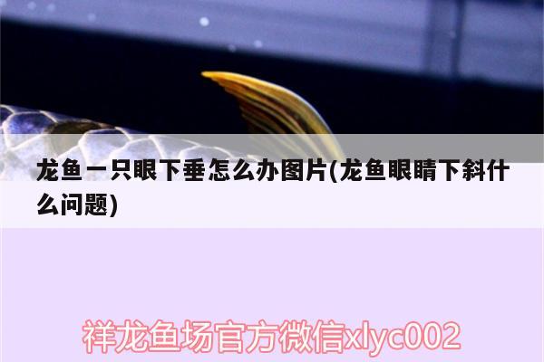 龙鱼一只眼下垂怎么办图片(龙鱼眼睛下斜什么问题) 广州水族批发市场