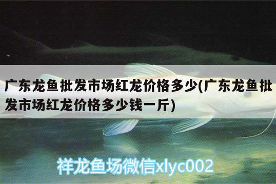 广东龙鱼批发市场红龙价格多少(广东龙鱼批发市场红龙价格多少钱一斤) 龙鱼批发