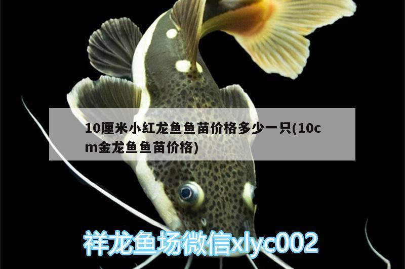 10厘米小红龙鱼鱼苗价格多少一只(10cm金龙鱼鱼苗价格)