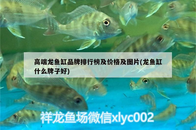 鱼缸里有红虫是什么原因（鱼缸里有红虫是什么原因造成的）