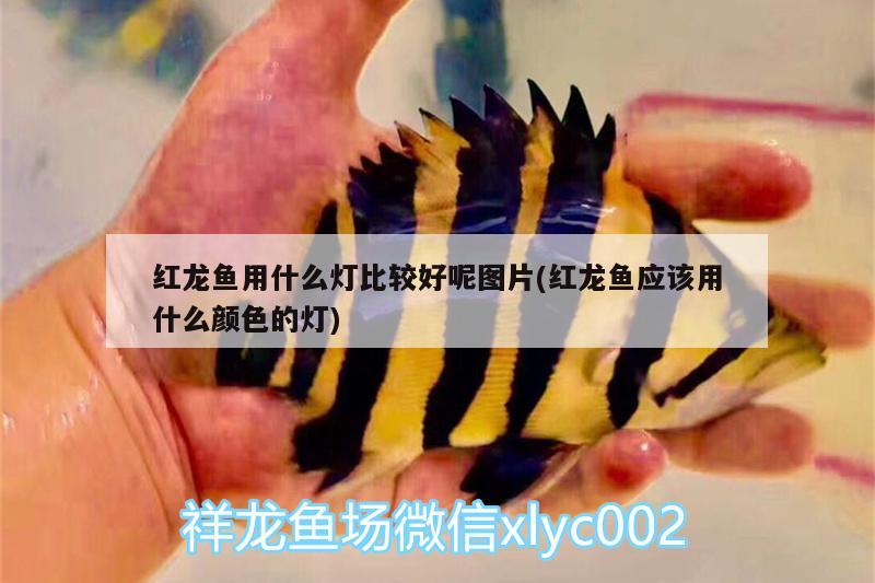 仟湖水族有限公司的广告介绍：广州仟湖水族宠物用品有限公司