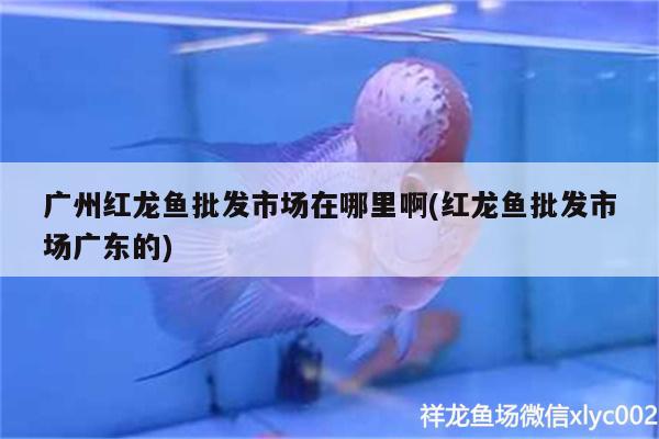 红龙鱼好养吗，养鱼的方法是养鱼的禁忌，水族箱养金鱼的方法