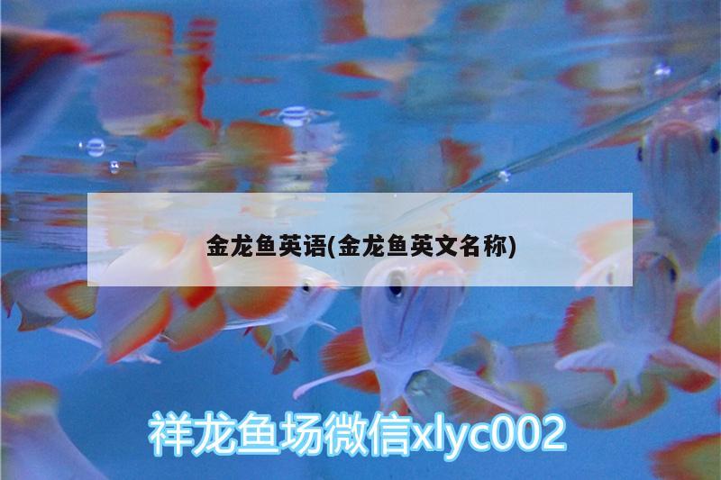 金龙鱼英语(金龙鱼英文名称) 蓝底过背金龙鱼