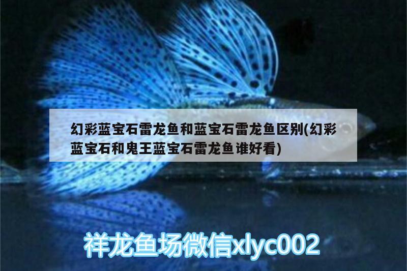 四平水族馆这还是冬天的我 白子红龙鱼 第3张