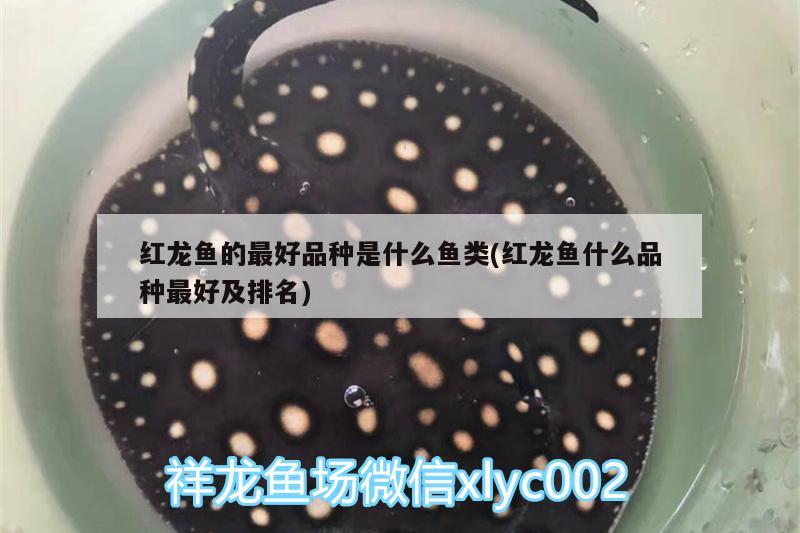 红龙鱼的最好品种是什么鱼类(红龙鱼什么品种最好及排名) 黄金斑马鱼