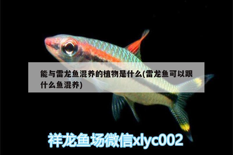 郑州水族批发市场在哪里进货好些（郑州水族箱批发市场） 养鱼知识 第2张