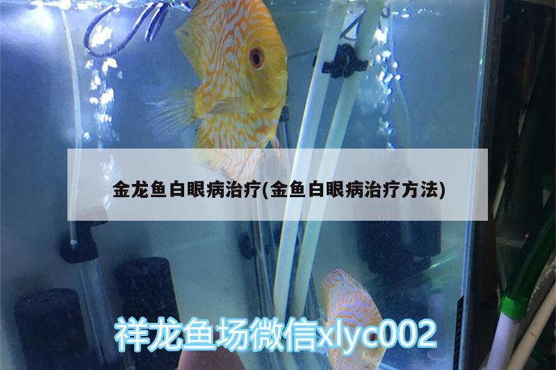 金龙鱼白眼病治疗(金鱼白眼病治疗方法) 泰国虎鱼