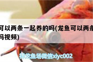 龙鱼可以两条一起养的吗(龙鱼可以两条一起养的吗视频) 黄金眼镜蛇雷龙鱼