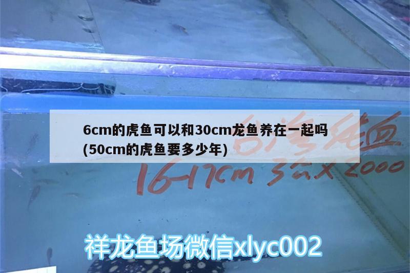 6cm的虎鱼可以和30cm龙鱼养在一起吗(50cm的虎鱼要多少年)