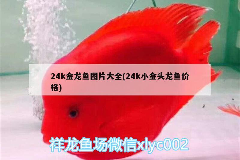 24k金龙鱼图片大全(24k小金头龙鱼价格)