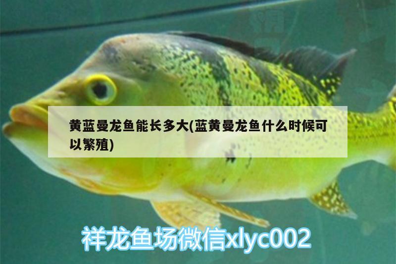 黄蓝曼龙鱼能长多大(蓝黄曼龙鱼什么时候可以繁殖) 绿皮皇冠豹鱼