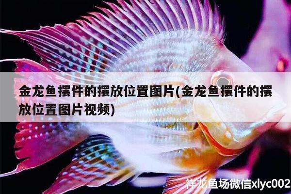 金龙鱼摆件的摆放位置图片(金龙鱼摆件的摆放位置图片视频)