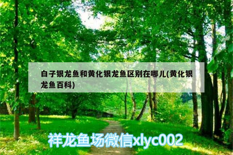 白子银龙鱼和黄化银龙鱼区别在哪儿(黄化银龙鱼百科) 银龙鱼