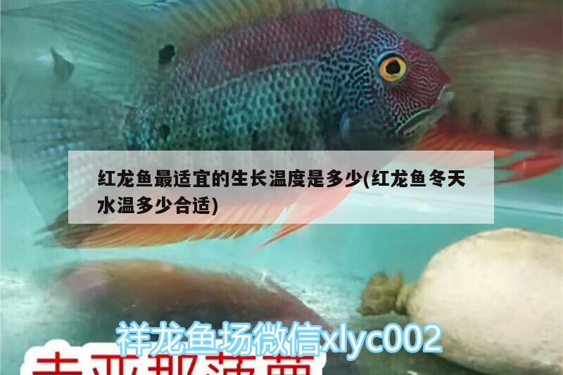 红龙鱼最适宜的生长温度是多少(红龙鱼冬天水温多少合适) 泰国雪鲫鱼