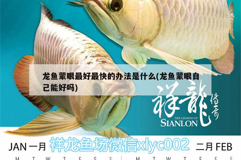 深圳金鱼缸定制价格（两千的金鱼缸都是什么类型） 红龙鱼鱼粮饲料 第2张