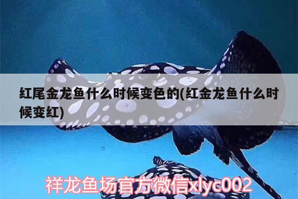 红尾金龙鱼什么时候变色的(红金龙鱼什么时候变红) 广州祥龙国际水族贸易