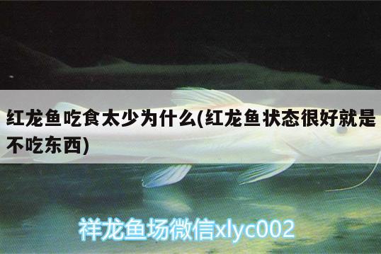 红龙鱼吃食太少为什么(红龙鱼状态很好就是不吃东西) 飞凤鱼苗