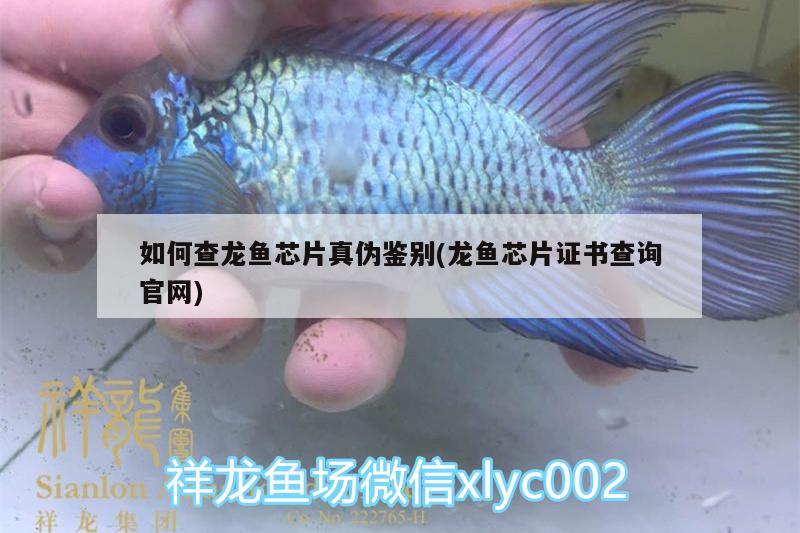 如何查龙鱼芯片真伪鉴别(龙鱼芯片证书查询官网) 赤焰中国虎鱼