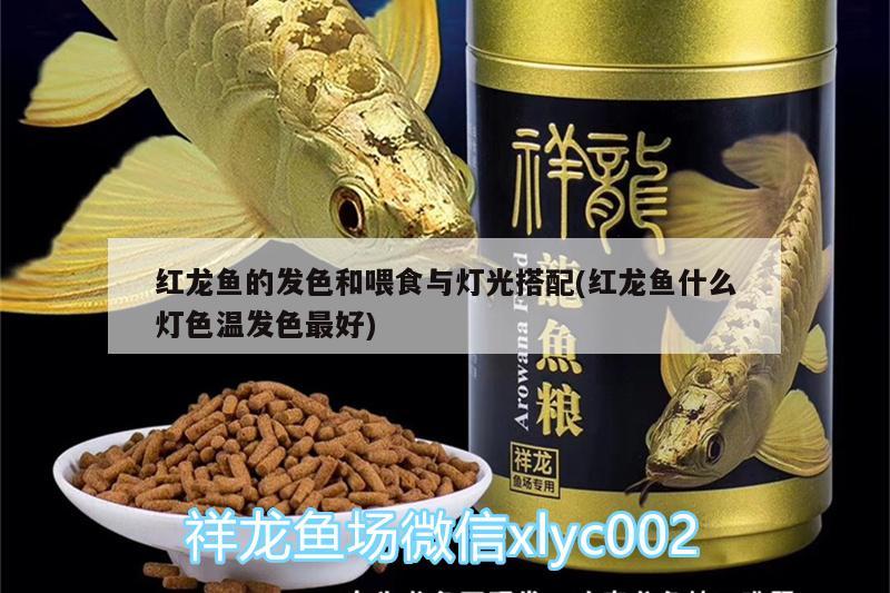 红龙鱼的发色和喂食与灯光搭配(红龙鱼什么灯色温发色最好) 黄金达摩鱼