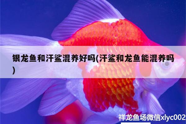 银龙鱼和汗鲨混养好吗(汗鲨和龙鱼能混养吗) 银龙鱼