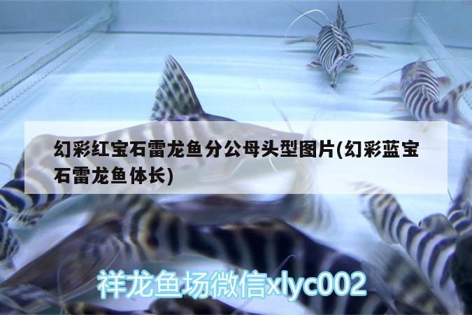 苏州鱼缸清洗公司（苏州鱼缸制作公司） 孵化器