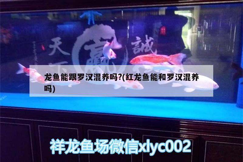 龙鱼能跟罗汉混养吗?(红龙鱼能和罗汉混养吗)