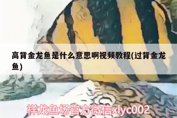 高背金龙鱼是什么意思啊视频教程(过背金龙鱼)