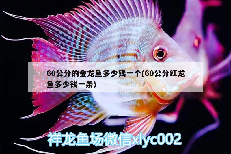 60公分的金龙鱼多少钱一个(60公分红龙鱼多少钱一条)