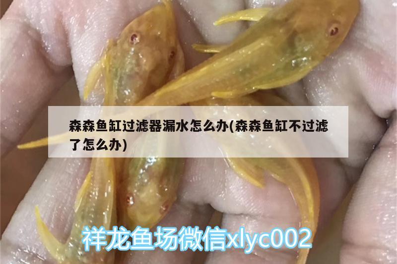 森森鱼缸过滤器漏水怎么办(森森鱼缸不过滤了怎么办) 红白锦鲤鱼