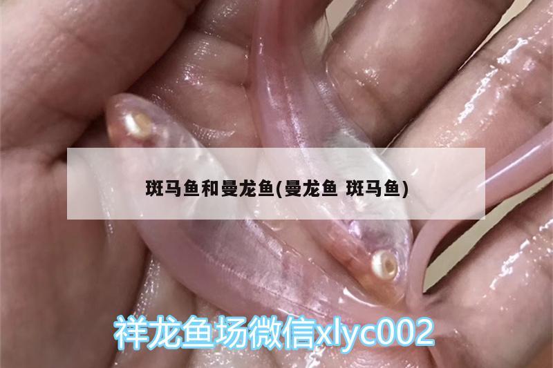 斑马鱼和曼龙鱼(曼龙鱼斑马鱼)