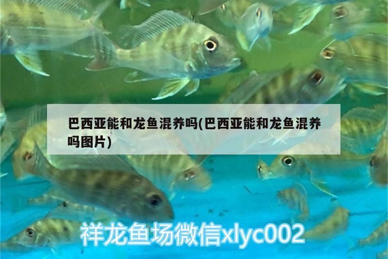 巴西亚能和龙鱼混养吗(巴西亚能和龙鱼混养吗图片) 巴西亚鱼