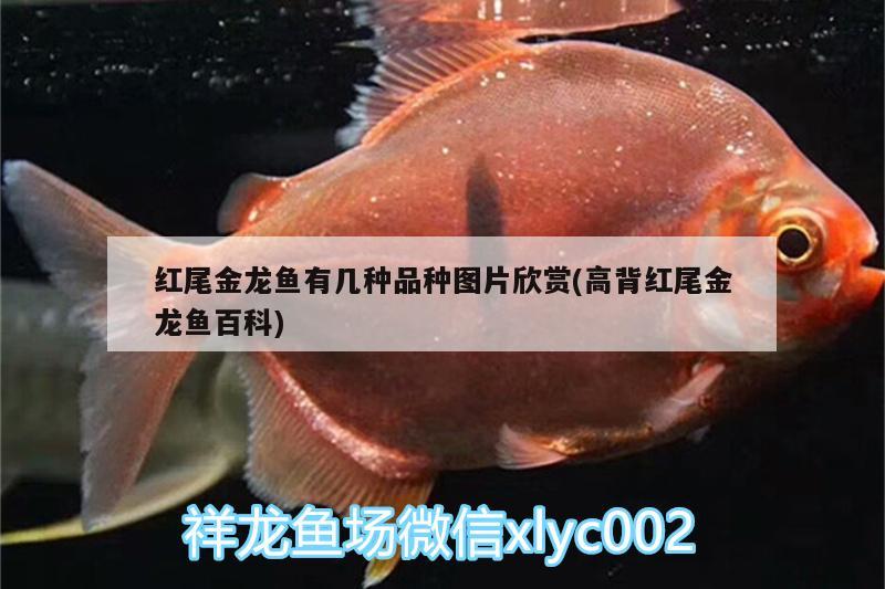 双滦西泽渔具店 全国水族馆企业名录 第2张