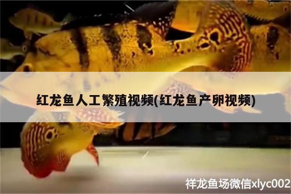 红龙鱼人工繁殖视频(红龙鱼产卵视频)