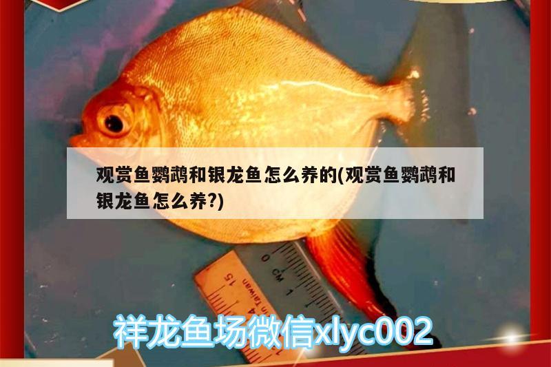 观赏鱼鹦鹉和银龙鱼怎么养的(观赏鱼鹦鹉和银龙鱼怎么养?)