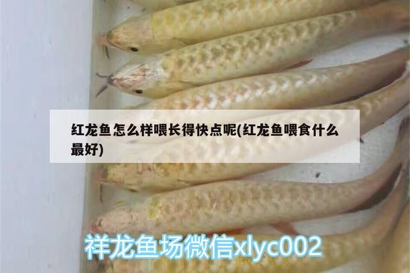 红龙鱼怎么样喂长得快点呢(红龙鱼喂食什么最好) 蓝底过背金龙鱼