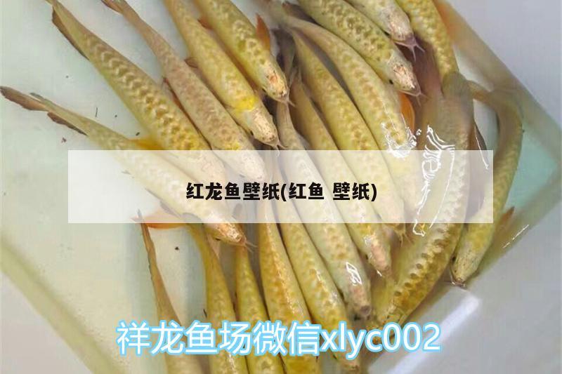 红龙鱼壁纸(红鱼壁纸) 飞凤鱼