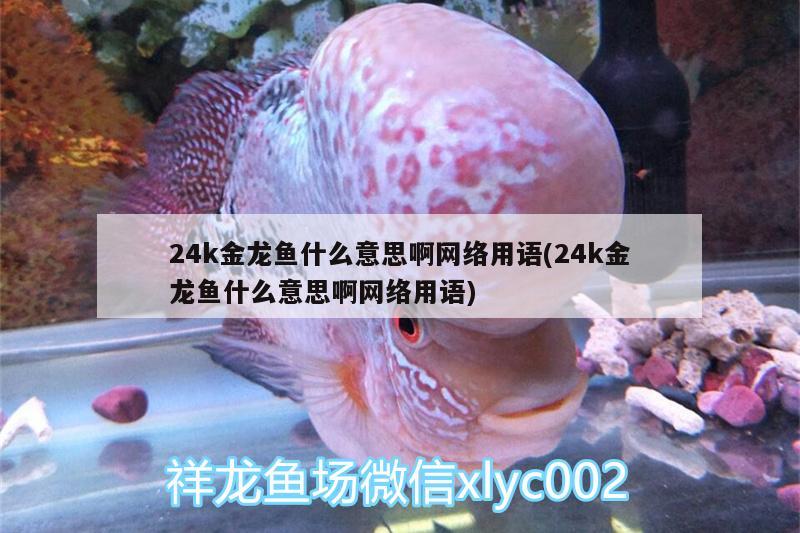 24k金龙鱼什么意思啊网络用语(24k金龙鱼什么意思啊网络用语)