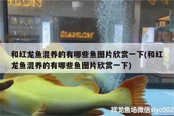 鱼缸黑沙怎么用（鱼缸黑沙怎么洗） 祥龙龙鱼专用水族灯 第3张