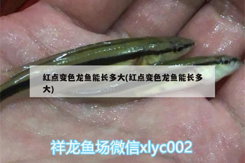 红点变色龙鱼能长多大(红点变色龙鱼能长多大)