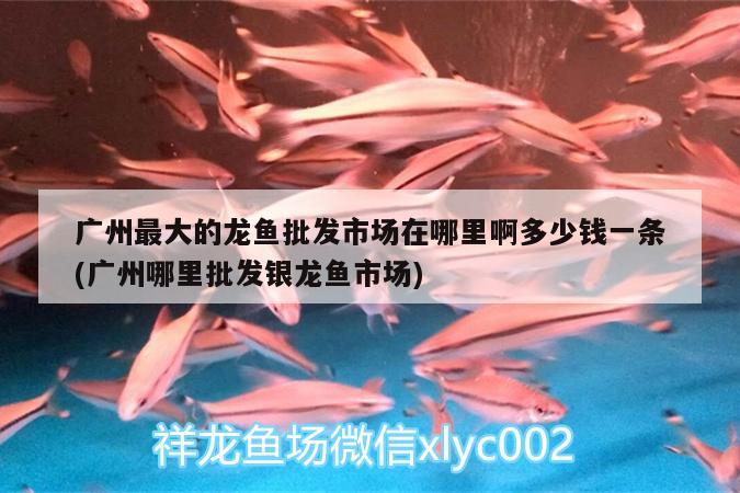 鱼缸里水浑浊了怎么办视频教程（鱼缸水浑浊原因和解决方案视频）